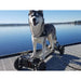 ECOMOBL M24 All-Wheel Drive Electric Skateboard Rider Dog Kirra